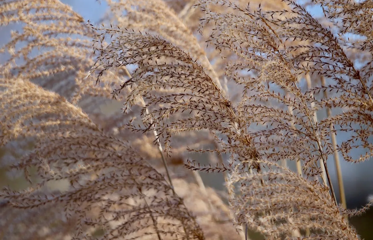 바람에 흔들리는 억새밭